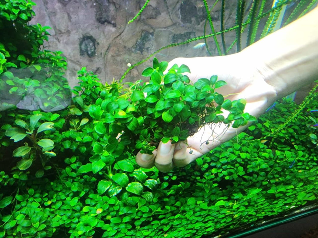 Anubias nana for planted tanks
