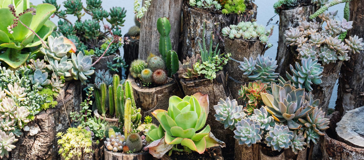 Succulent Terrarium