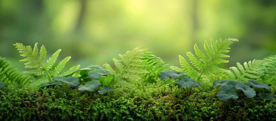 Terrarium Plants