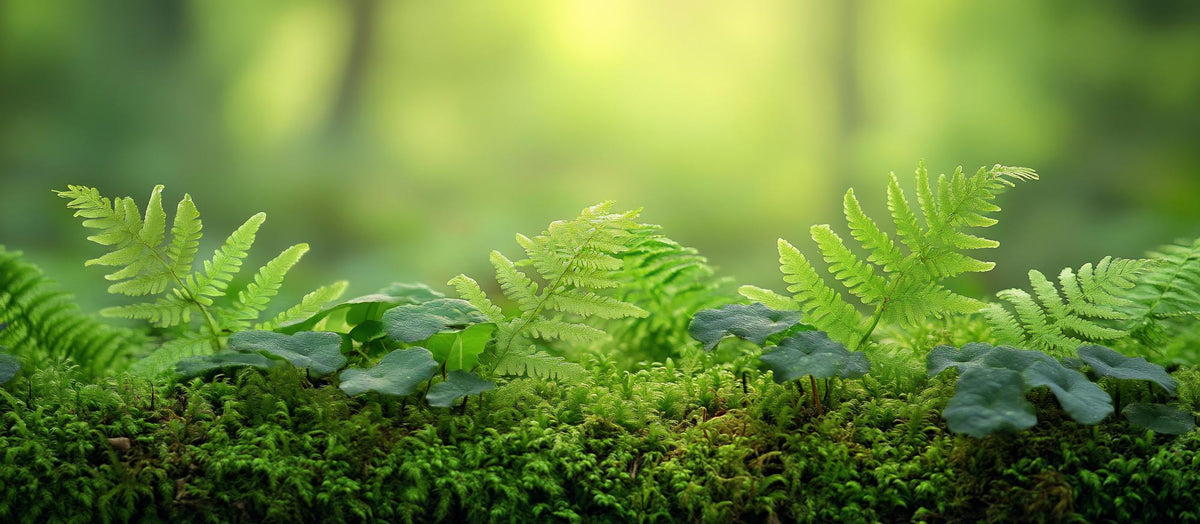 Terrarium Plants