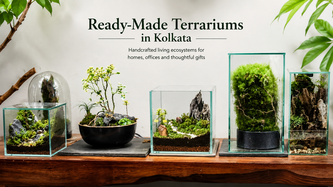 Ready-Made Terrariums in Kolkata