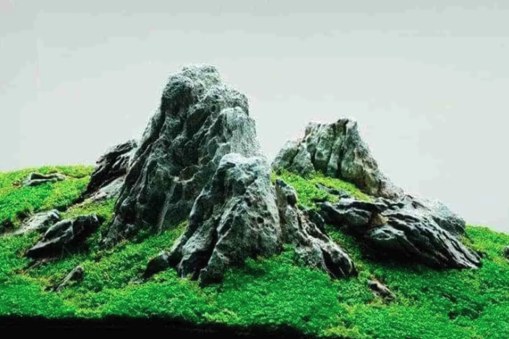 Aquascape Principles