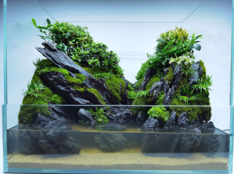Building A Paludarium