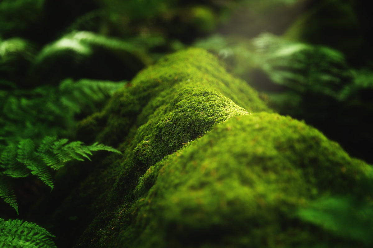 Terrarium Moss
