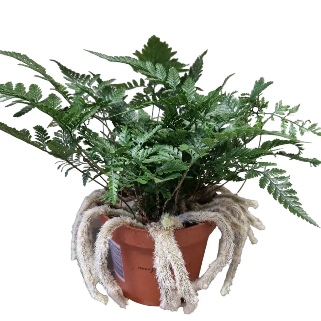 Rabbit’s Foot Fern