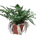 Rabbit’s Foot Fern
