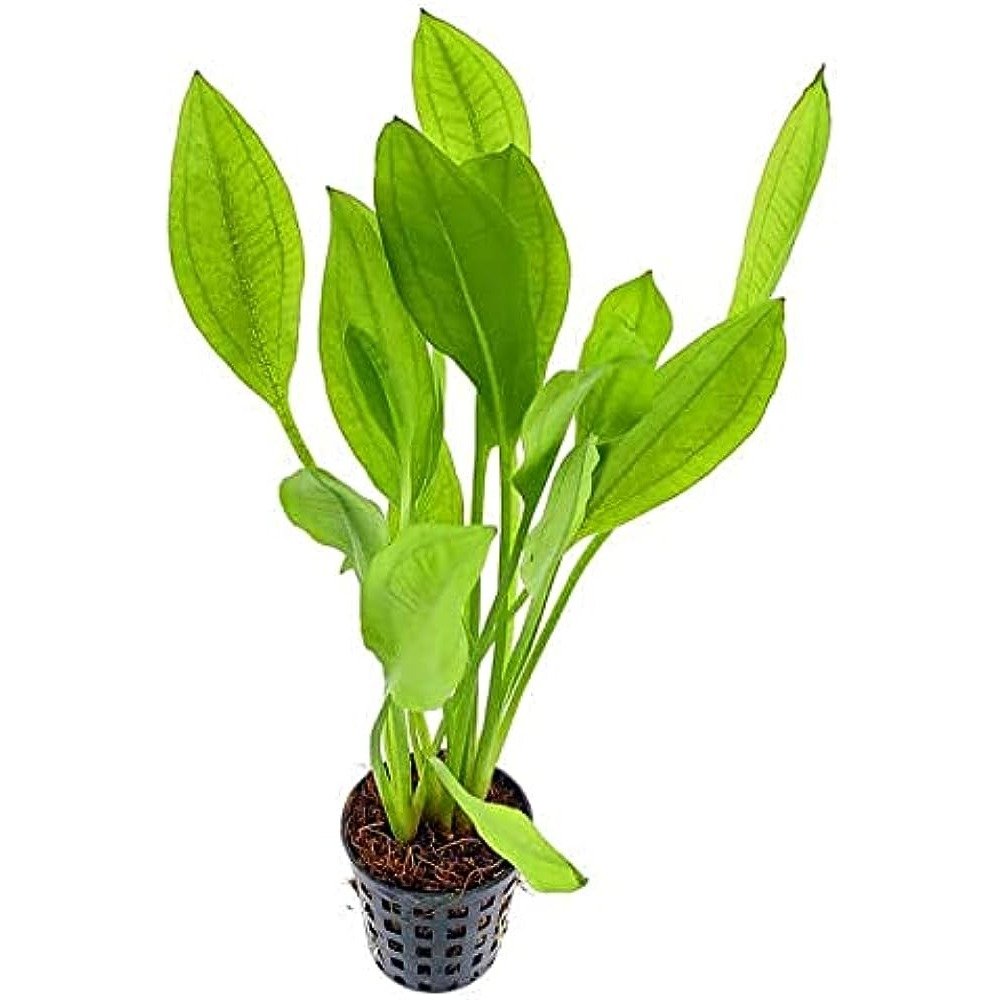 Amazon Sword Plant - Echinodorus Amazonicus, Large Potted