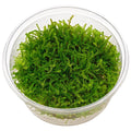 Christmas Moss (Vesicularia montagnei) – Pot