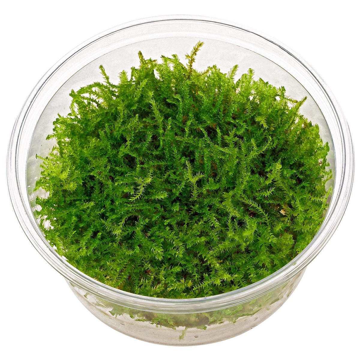 Christmas Moss (Vesicularia montagnei) – Pot