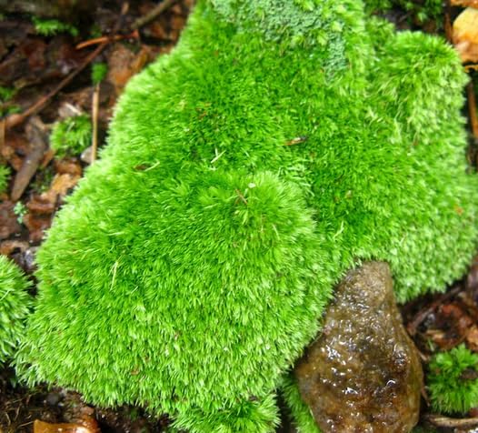 Pin Cushion Moss (Leucobryum)