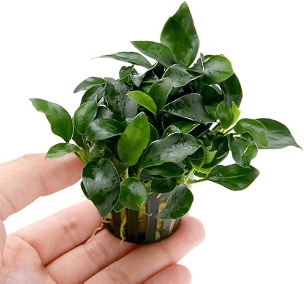 Anubias nana XL Size