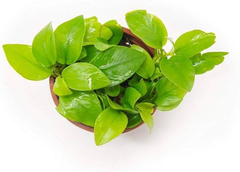 Anubias Nana Gold Coin Leaf Mini