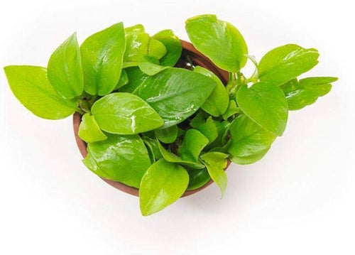 Anubias Nana Gold Coin Leaf Mini