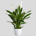 Peace Lily