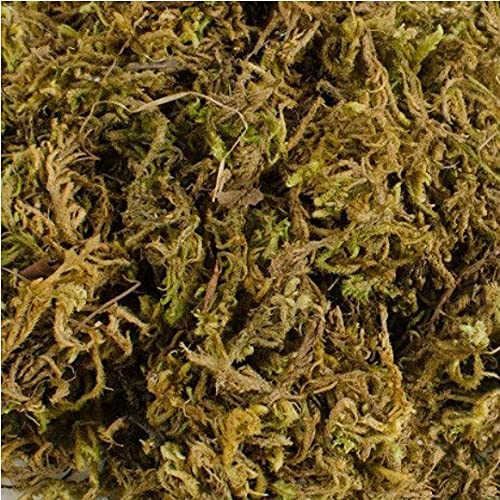 Sphagnum Moss for Terrariums and Orchids
