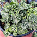 Green Fittonia Terrarium Plant