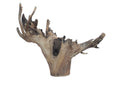 Large stump wood