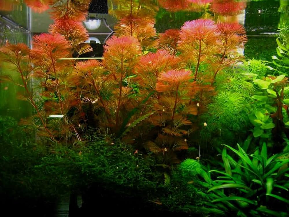 Cabomba – Live Aquarium Plant (10 Stems)
