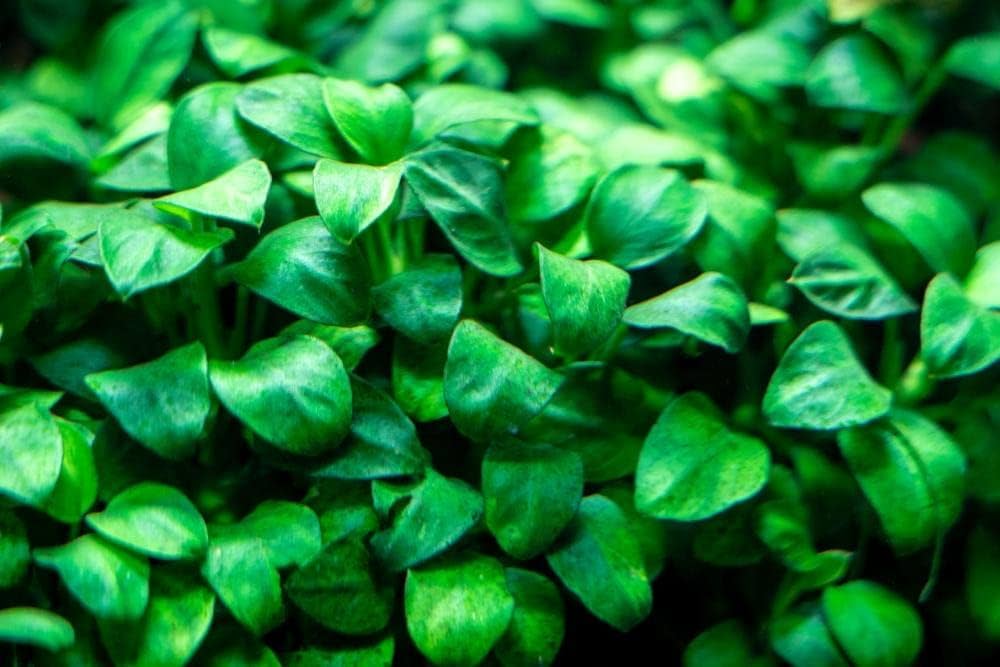 Anubias Nana Petitie Premium Mini