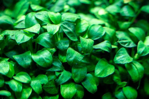 Anubias Nana Petitie Premium Mini