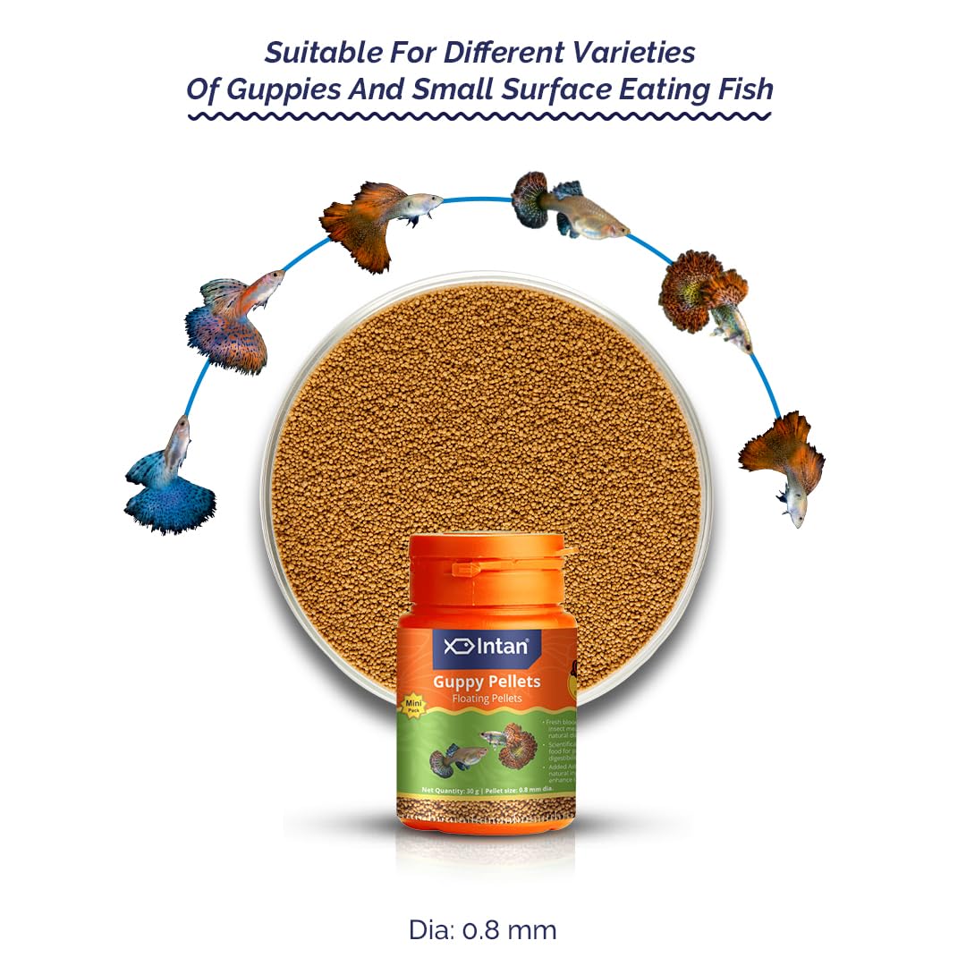 Intan Guppy Pellets 30g – 0.8mm Floating Fish Food for Guppies & Small Fish | Growel Feeds
