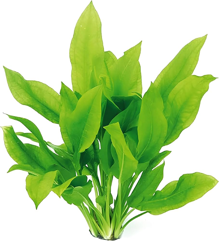 Amazon Sword Plant - Echinodorus Amazonicus, Large Potted