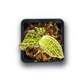 Macodes sanderiana (Jewel Orchid) - Rare Terrarium Plant