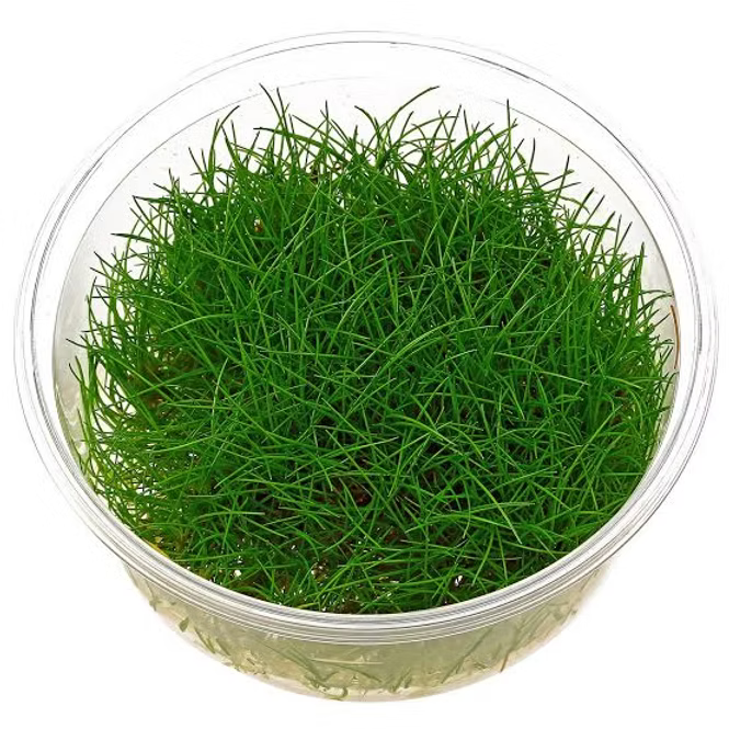 Eleocharis Parvula TC Pot - Japanese Dwarf Hairgrass Carpet Plant