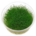 Eleocharis Parvula TC Pot - Japanese Dwarf Hairgrass Carpet Plant