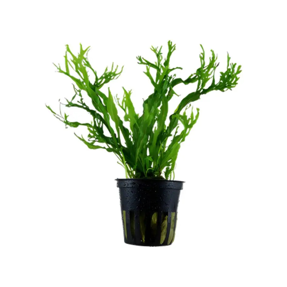 Windelov Fern -Microsorum pteropus 'Windeløv