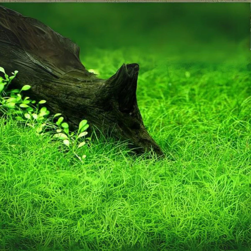 Eleocharis Parvula TC Pot - Japanese Dwarf Hairgrass Carpet Plant