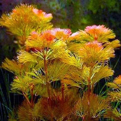 Cabomba – Live Aquarium Plant (10 Stems)