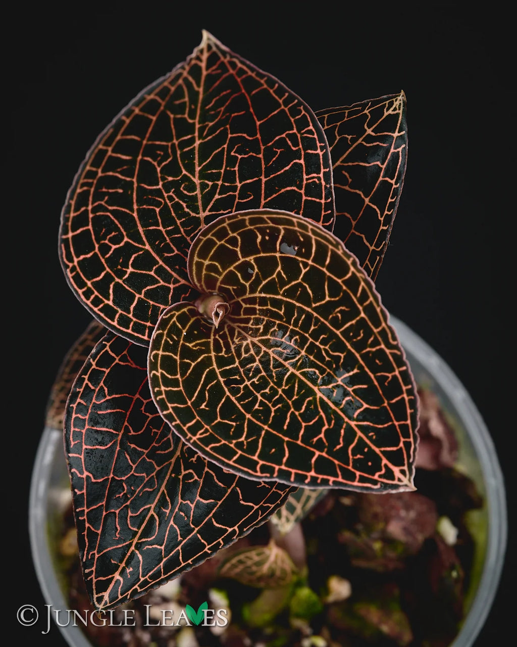 Anoectochilus roxburghii Red – Jewel Orchid (One Plant)