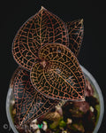 Anoectochilus roxburghii Red – Jewel Orchid (One Plant)
