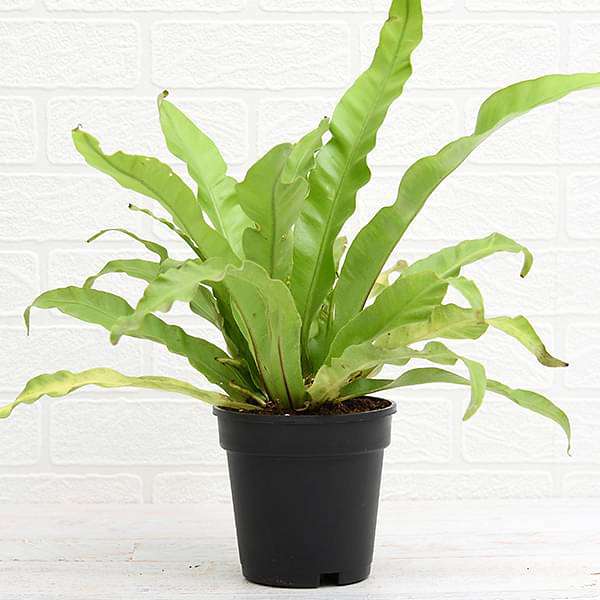 Birds Nest Fern