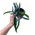 Blue Oil Fern
