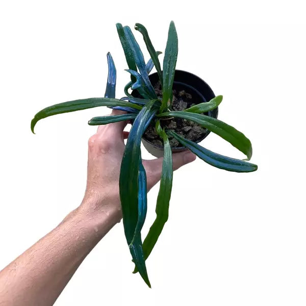Blue Oil Fern