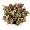Pink Fittonia