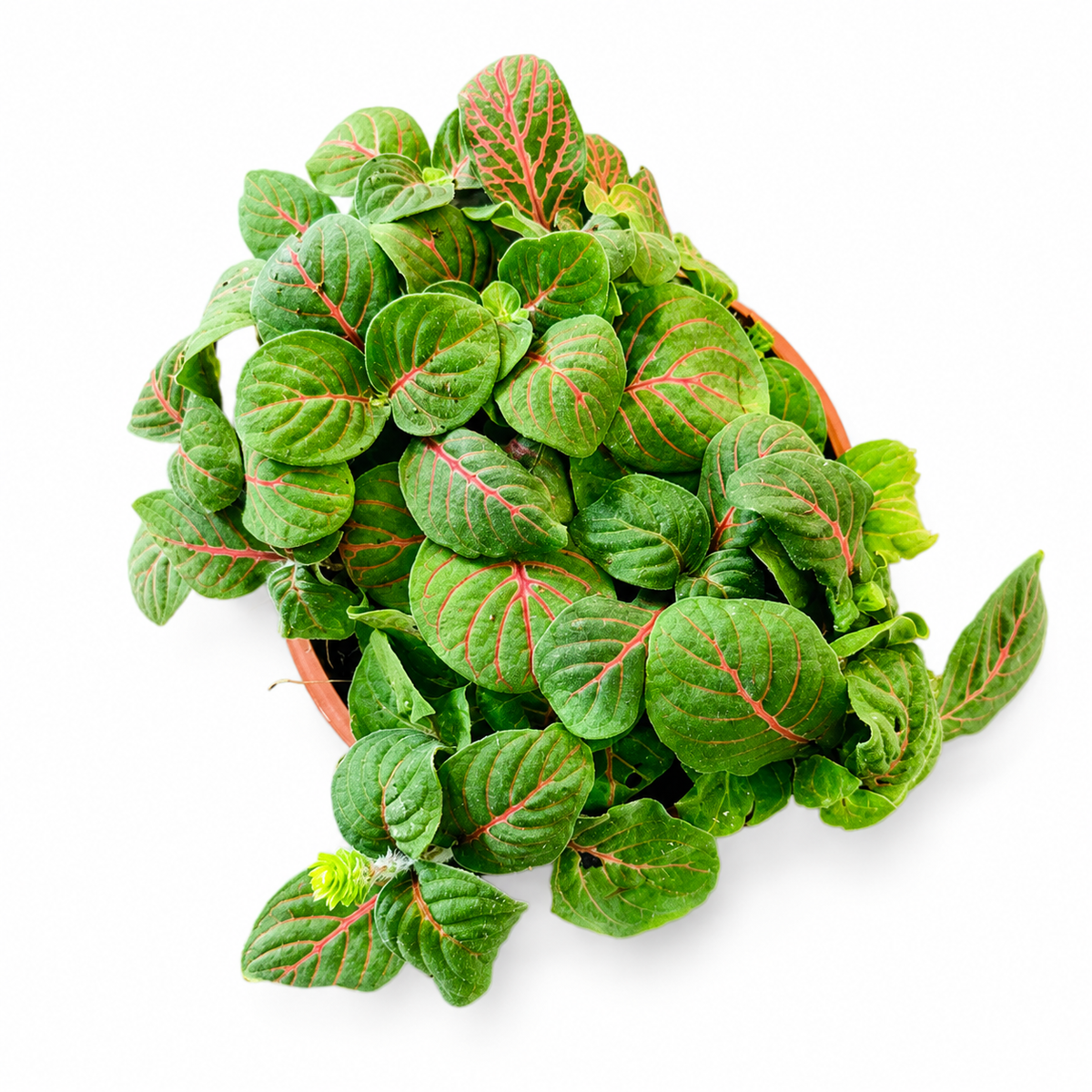 Green Fittonia with red streaks