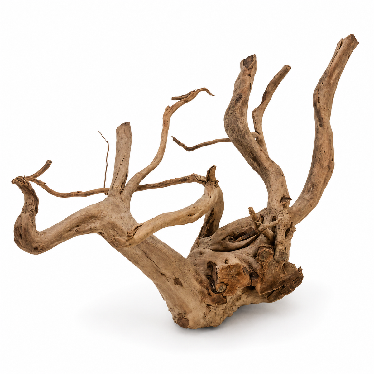 Premium Spider Wood Driftwood