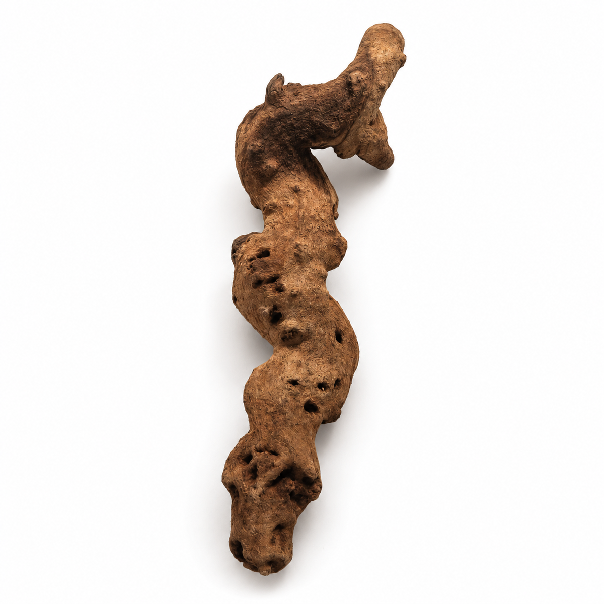 Mopani Wood for terrariums