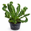 Cobra Fern