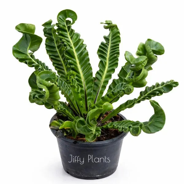 Cobra Fern