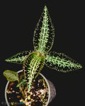 Goodyera hispida (Hairy Jewel Orchid) - Rare Terrarium Plant