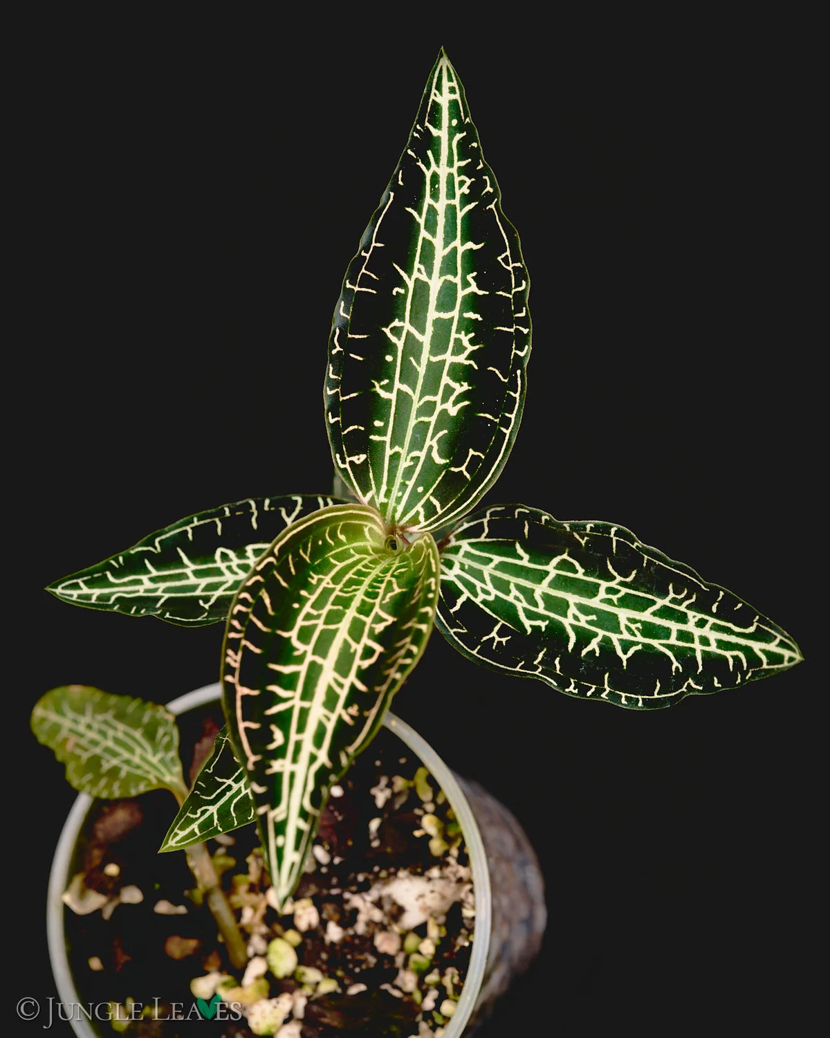 Goodyera hispida (Hairy Jewel Orchid) - Rare Terrarium Plant