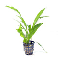 Java Fern Narrow Leaf - Live Aquarium Plant