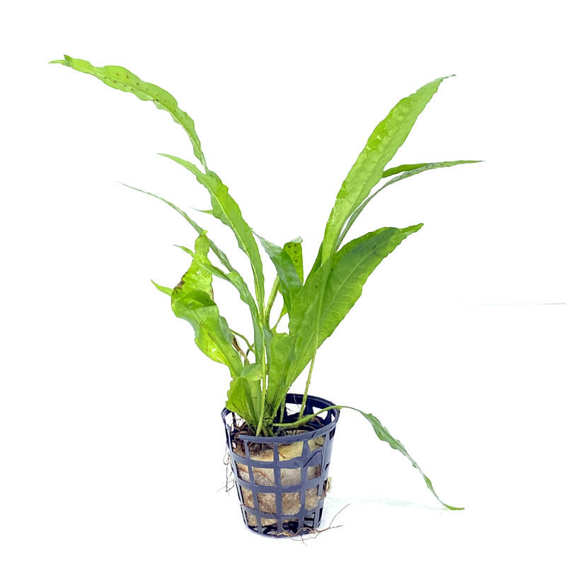 Java Fern Narrow Leaf - Live Aquarium Plant