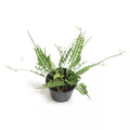 Kenzoi Fern