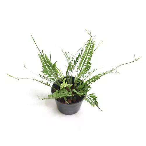 Kenzoi Fern