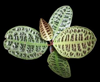 Labisia ‘Rhino Back’ – One Potted Plant